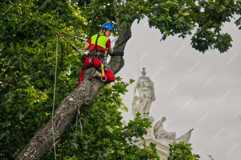 level 5 arborist northern beaches