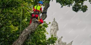 Arborist Services in Northern Beaches: What to Expect