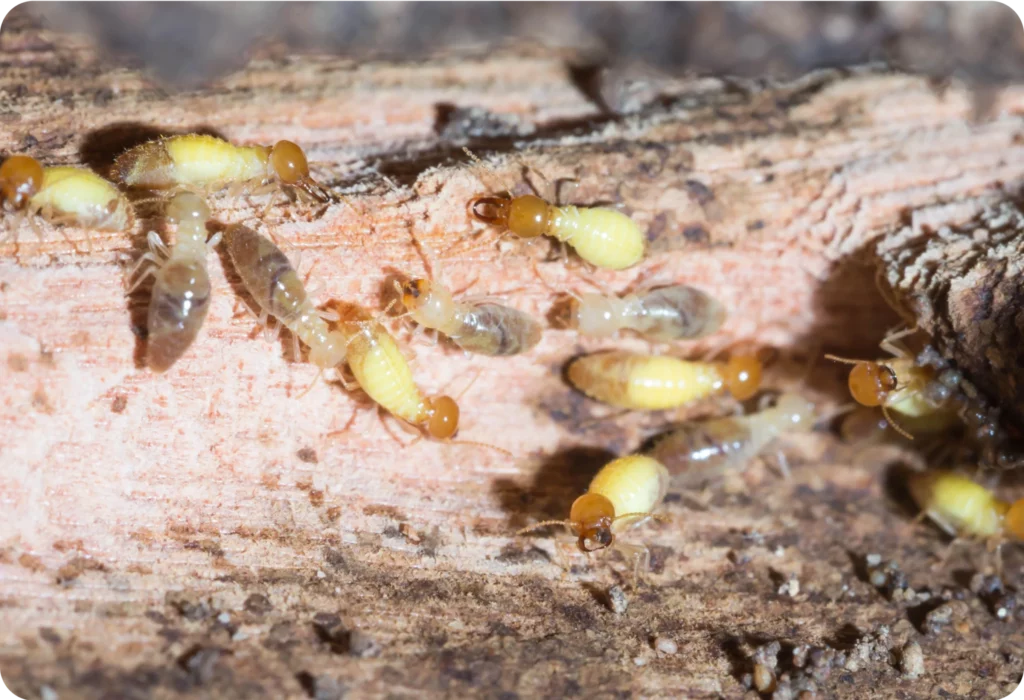 How Often Should You Schedule a Pest Control Termite Treatment in Sydney?

