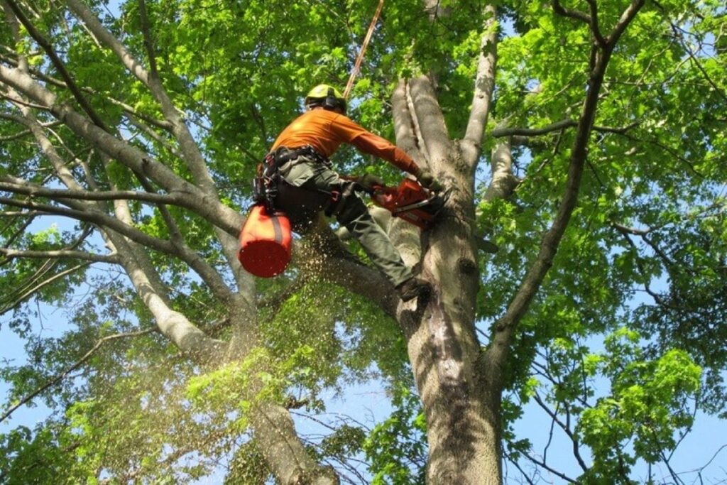 arborist services sydney