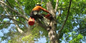 Understanding Arborist Services in Sydney