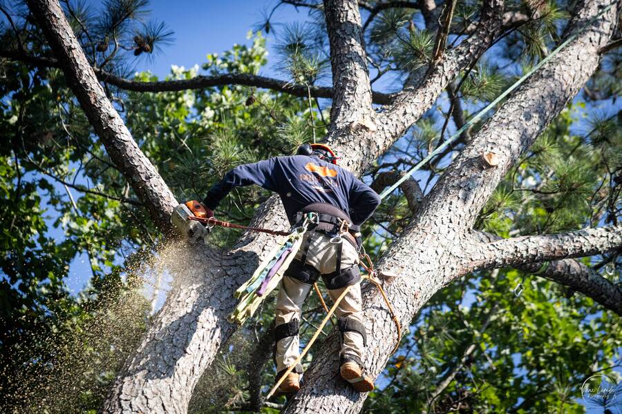 Choosing the Best Tree Removal Service for Large Trees