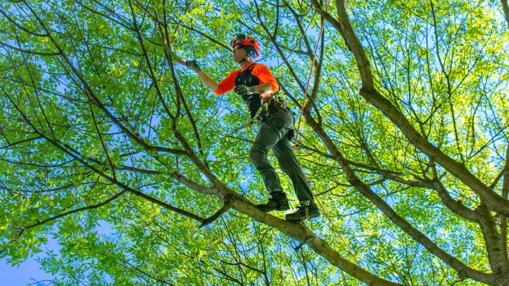 Choosing the Best Tree Removal Service for Large Trees