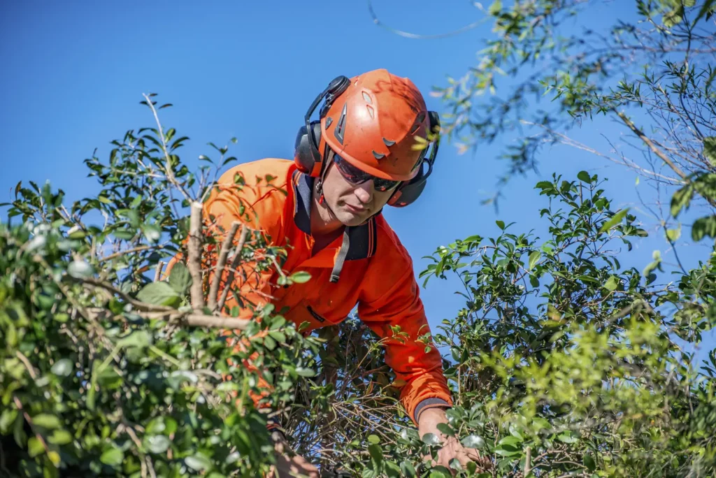 The Best Time of Year to Prune Your Trees, According to a Gladesville arborist
