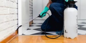 Mice Removal Sydney: A Practical Guide for Safer Homes, Worksites, and Property Upgrades