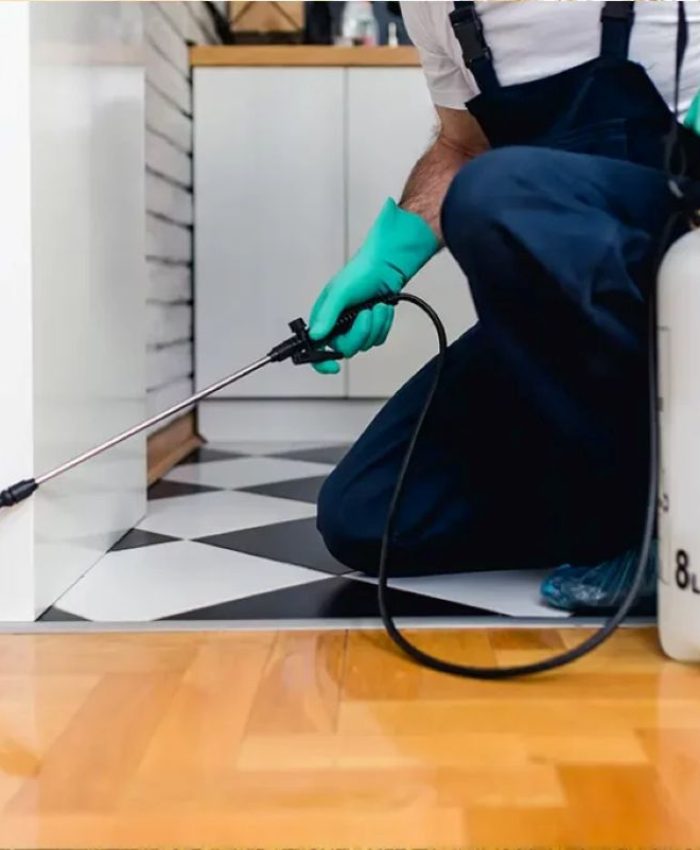 Mice Removal Sydney