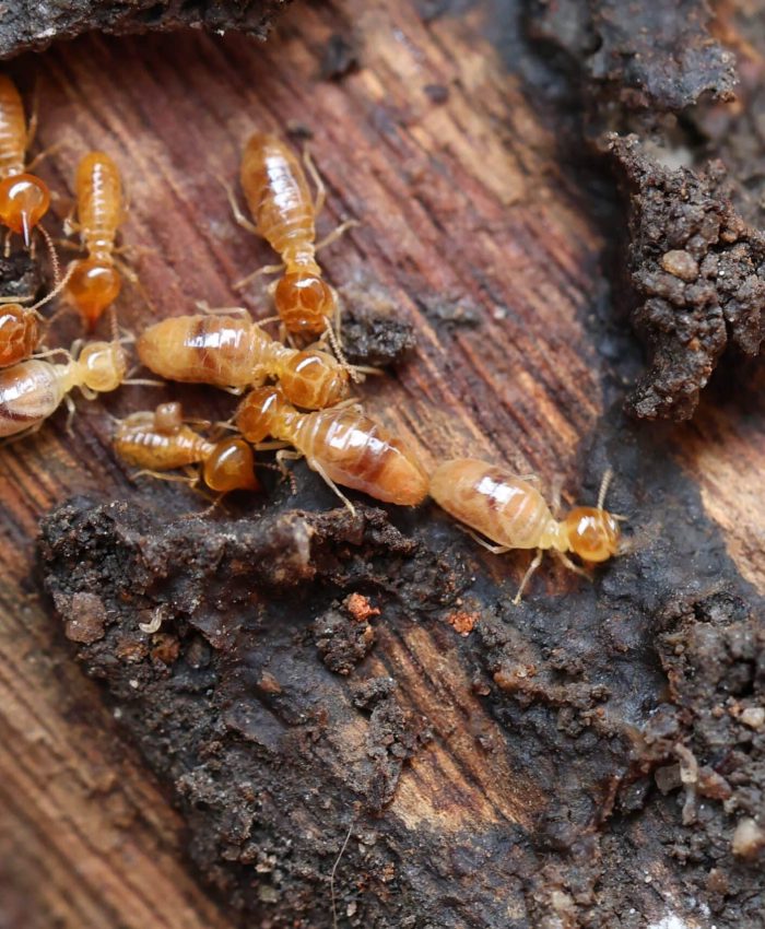 How Often Should You Schedule a Pest Control Termite Treatment in Sydney?