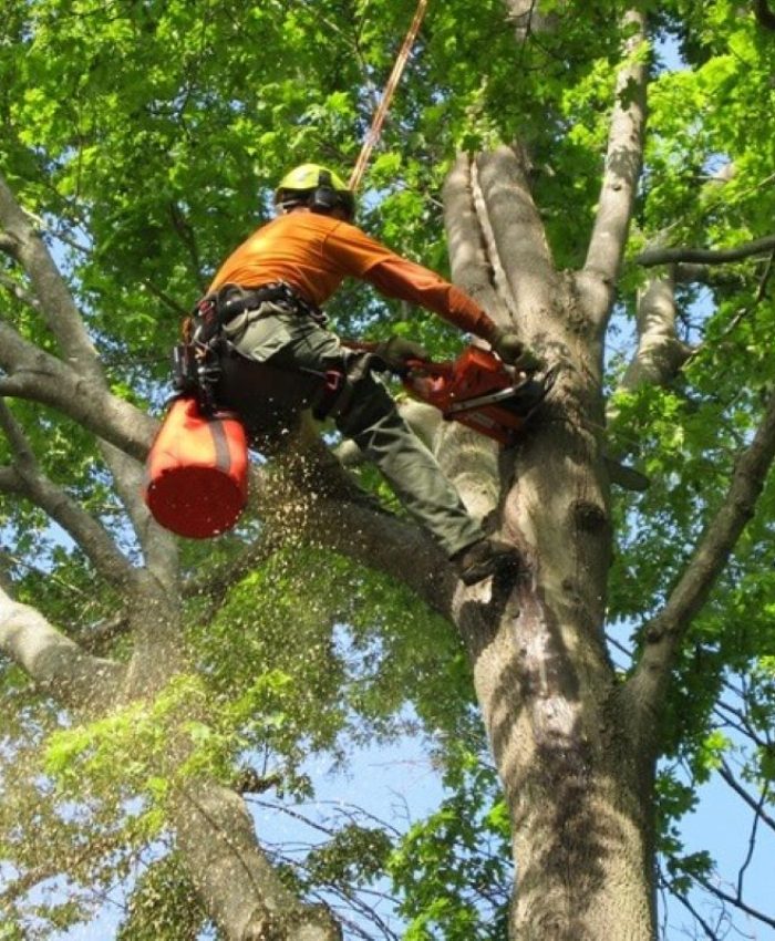Understanding Arborist Services in Sydney