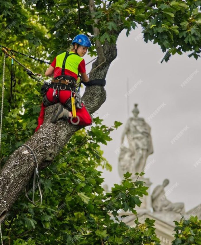 Arborist Services in Northern Beaches: What to Expect